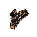 Tortoise Shell